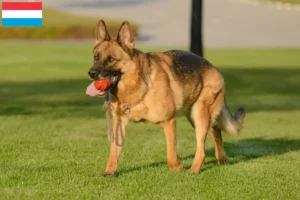 Lees meer over het artikel Herdershondenfokkers en puppies in Luxemburg