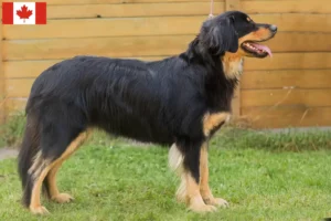 Lees meer over het artikel Hovawart fokkers en pups in Canada