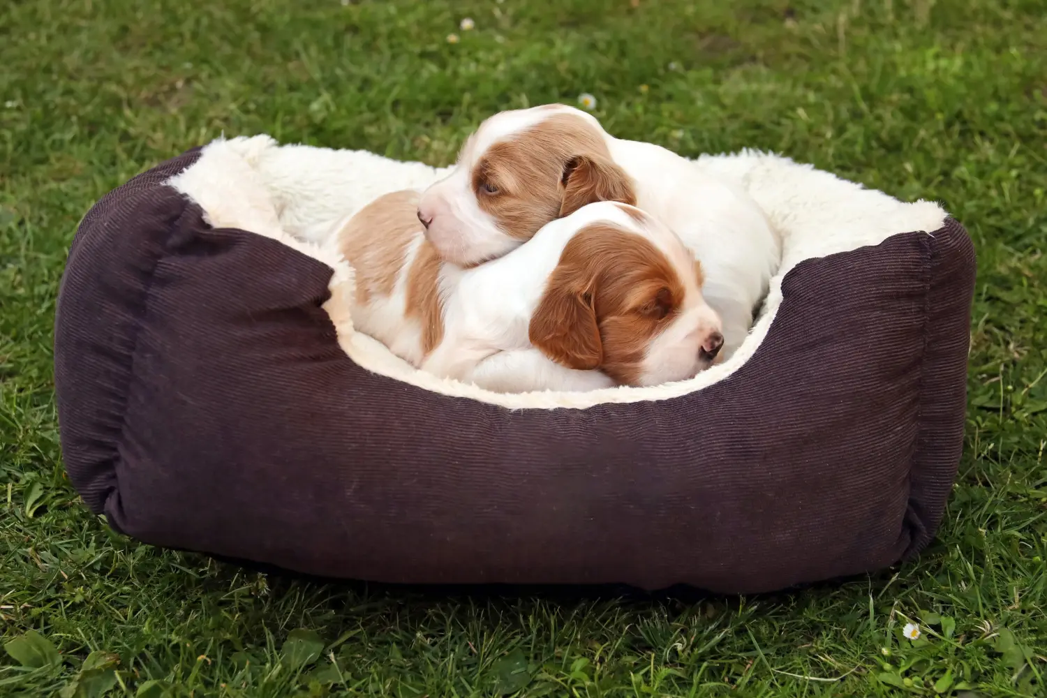 Een Ierse Red and White Setter puppy kopen betekent verantwoordelijkheid nemen! Ierse rood-witte Setter puppy's kopen.