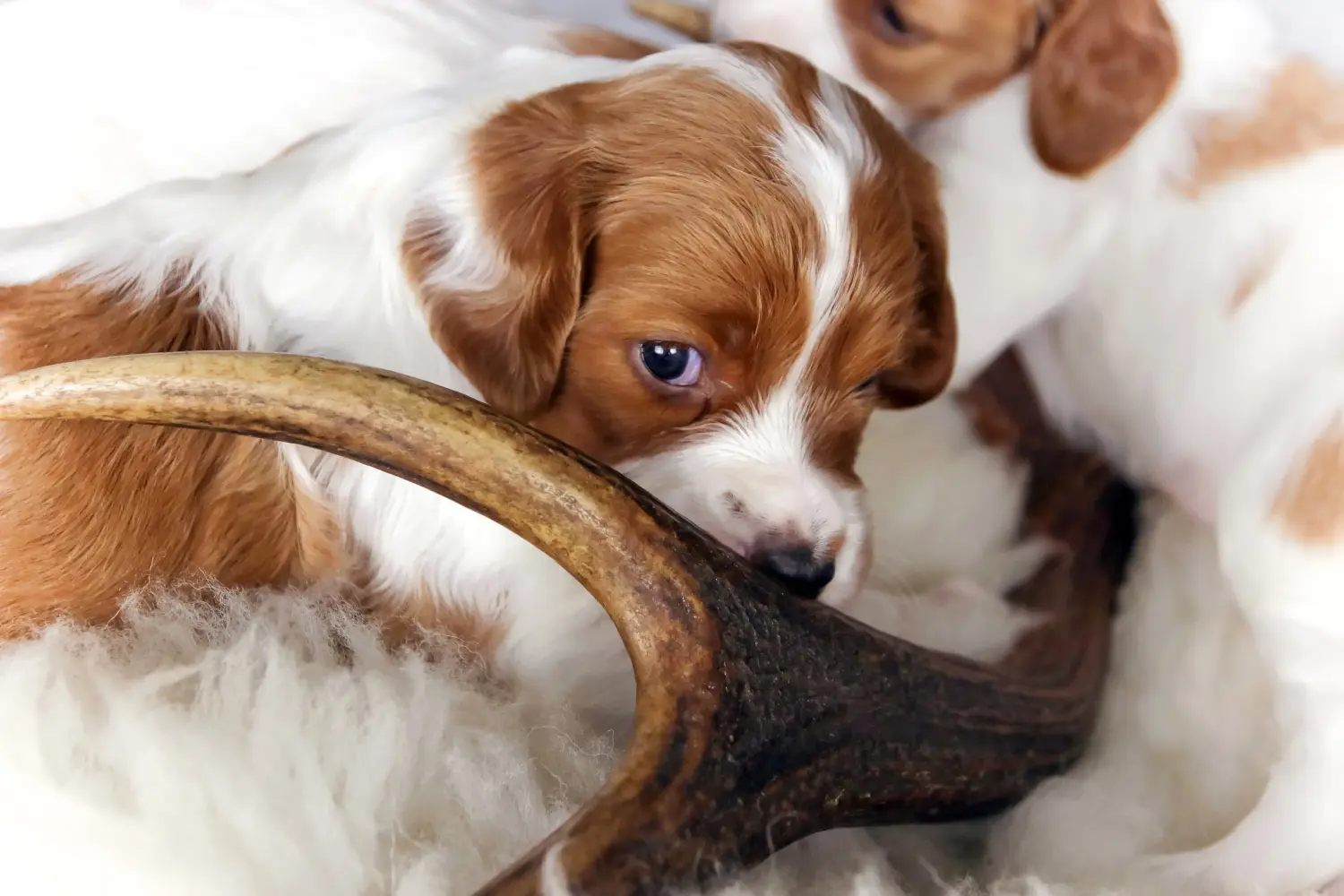 Een Ierse Red and White Setter puppy kopen betekent verantwoordelijkheid nemen! Ierse rood-witte Setter puppy's kopen.