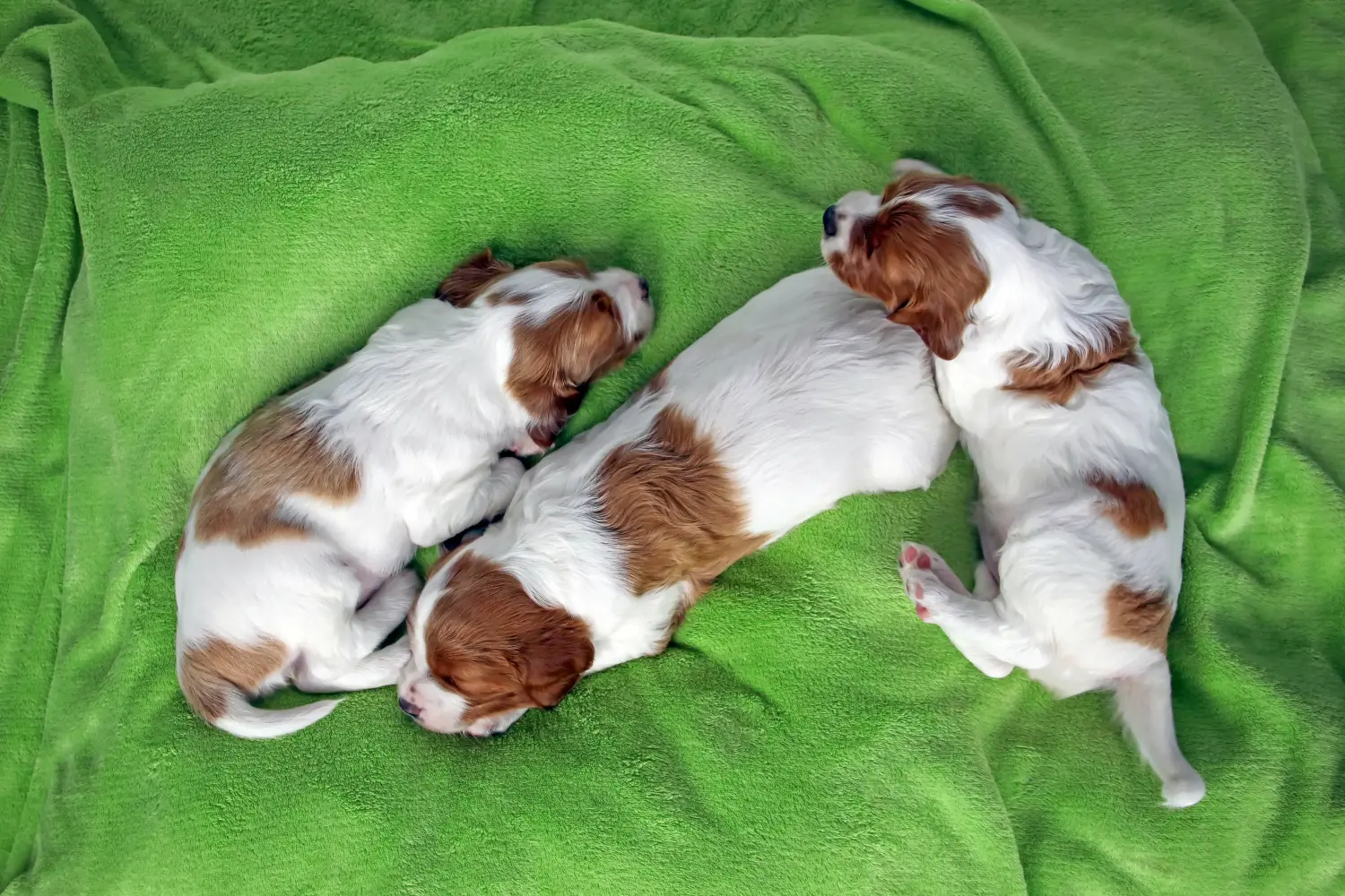 Een Ierse Red and White Setter puppy kopen betekent verantwoordelijkheid nemen! Ierse rood-witte Setter puppy's kopen.