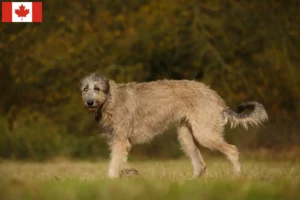 Lees meer over het artikel Ierse Wolfshond Fokkers en Puppies in Canada