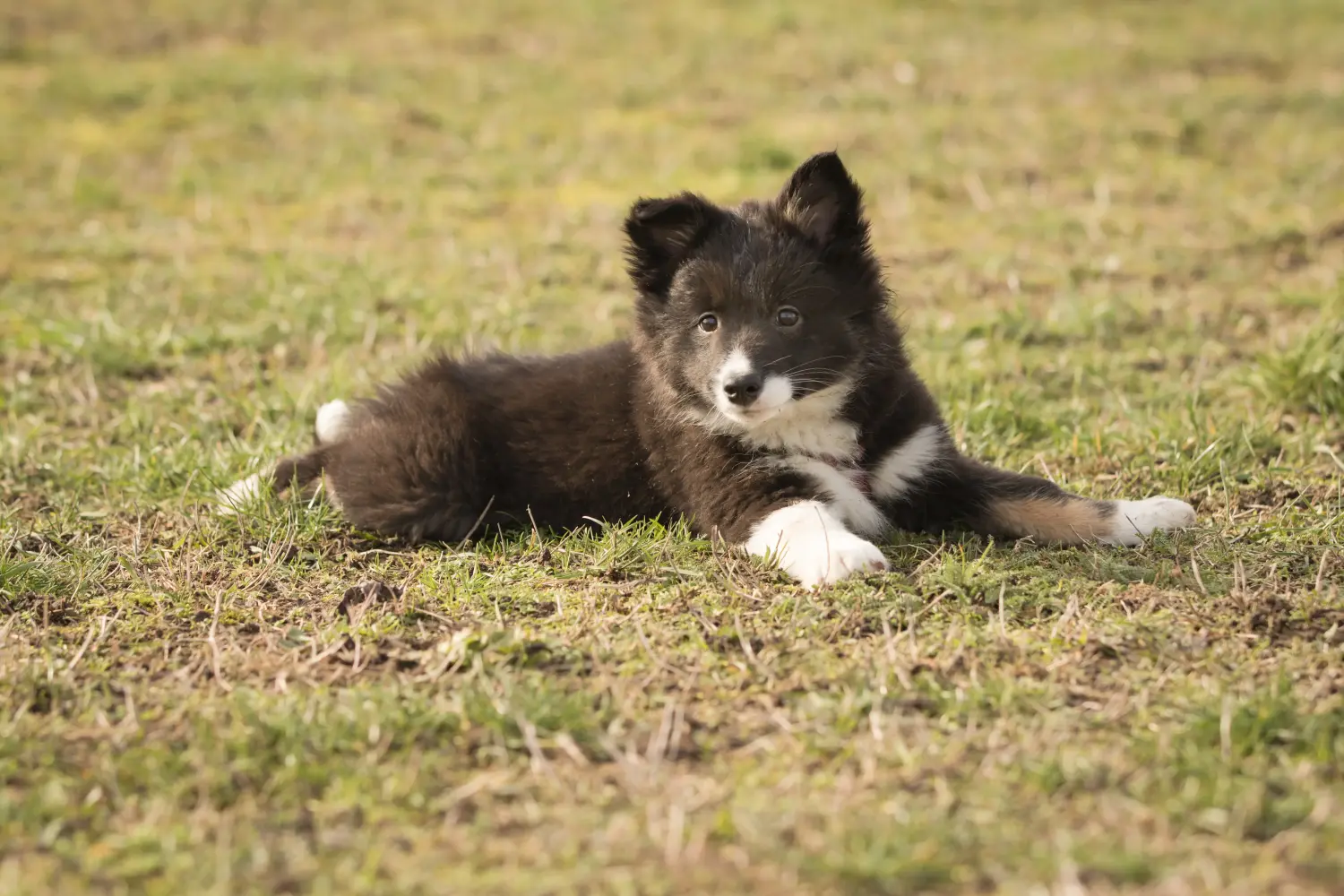 Een IJslandse hondenpup kopen betekent verantwoordelijkheid nemen! IJslandse hond puppy's kopen.