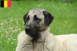 Lees meer over het artikel Kangal fokkers en pups in België