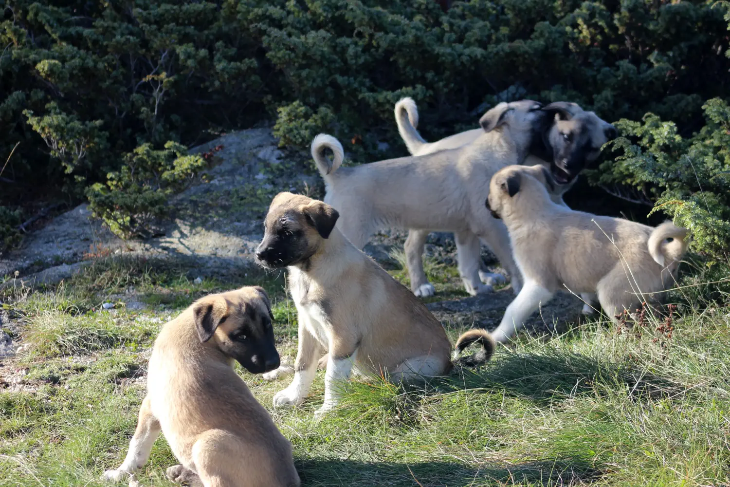 Een Kangal puppy kopen betekent verantwoordelijkheid nemen! Kangal puppy's kopen.
