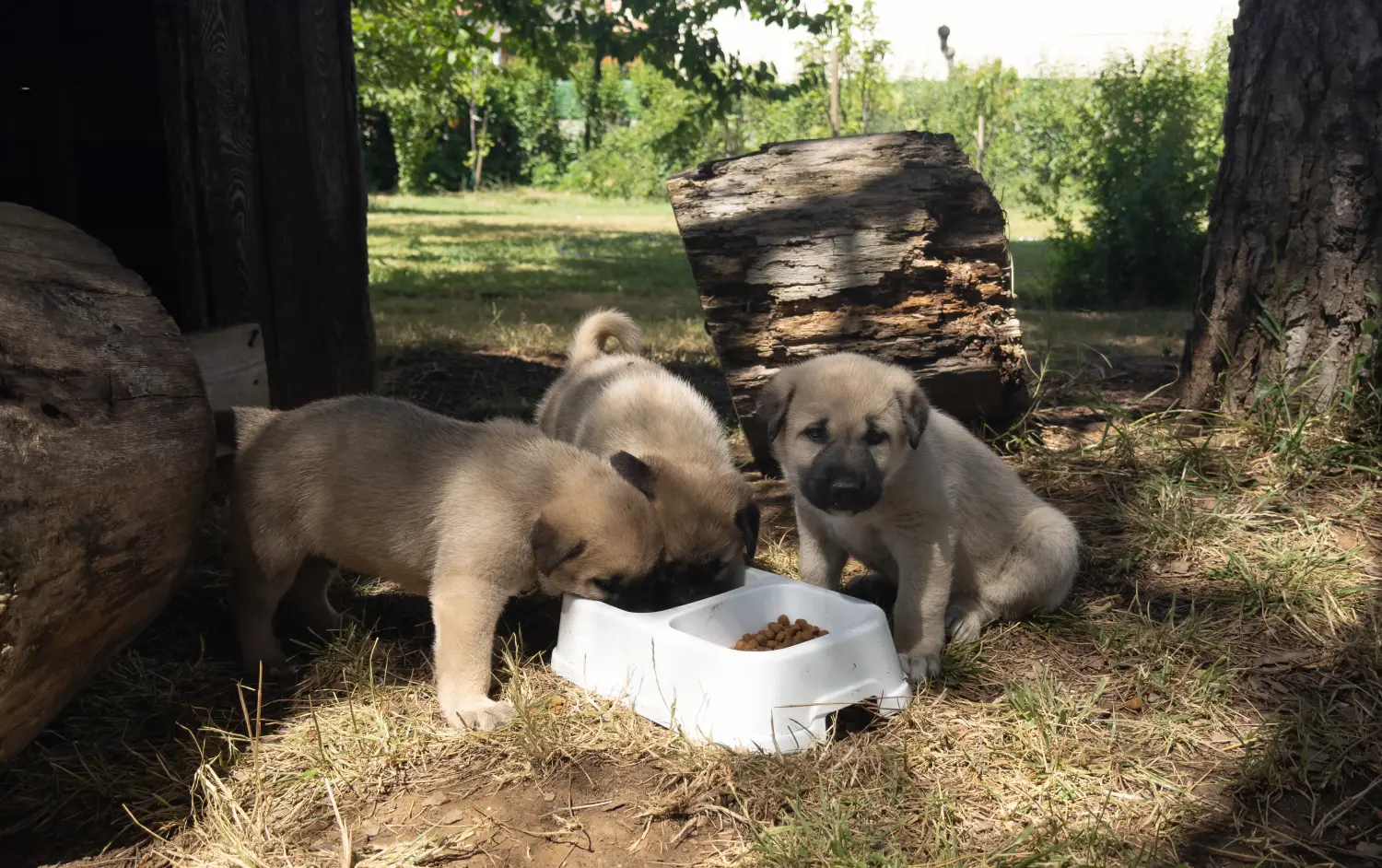 Een Kangal puppy kopen betekent verantwoordelijkheid nemen! Kangal puppy's kopen.