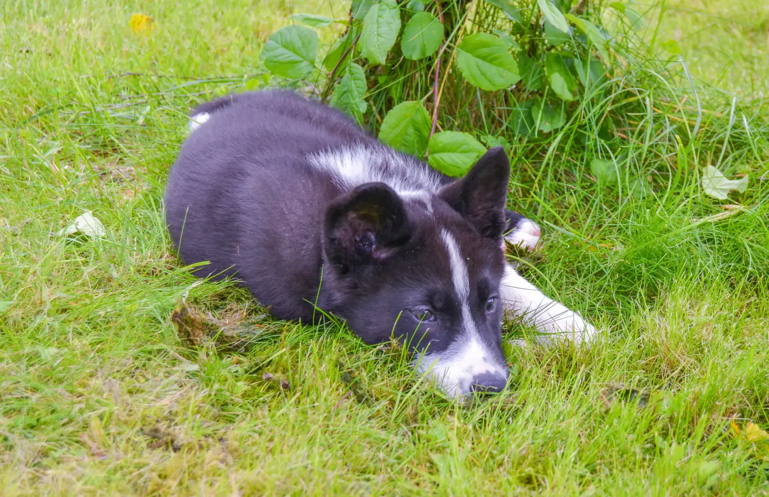 Een Karelische Beerhond puppy kopen betekent verantwoordelijkheid nemen! Karelische Berenhond puppy's kopen.