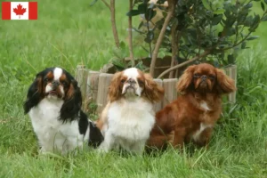 Lees meer over het artikel King Charles Spaniel fokkers en pups in Canada