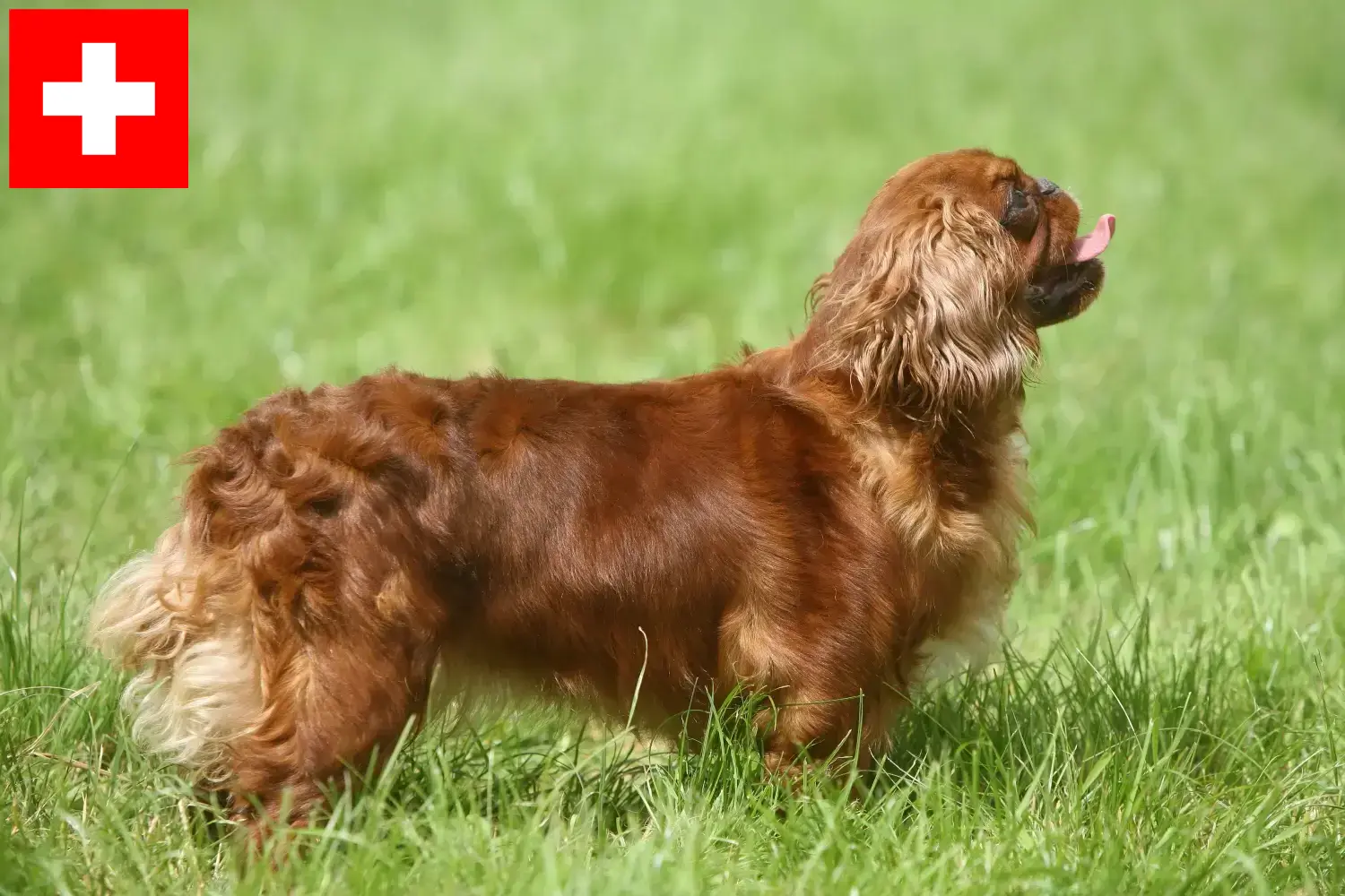 King Charles Spaniel puppies en fokkers Zwitserland Hier vind je fokkers van King Charles Spaniels in Zwitserland.