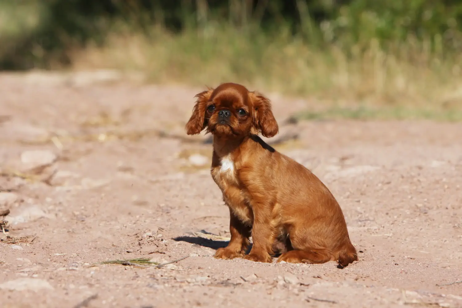 Een King Charles Spaniel puppy kopen betekent verantwoordelijkheid nemen! King Charles Spaniel puppy's kopen.