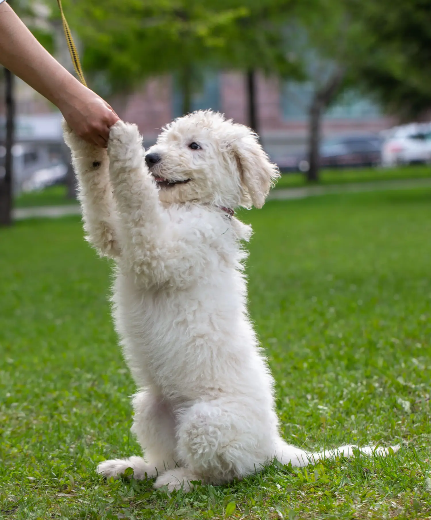 Een Komondor puppy kopen betekent verantwoordelijkheid nemen! Komondor puppy's kopen.