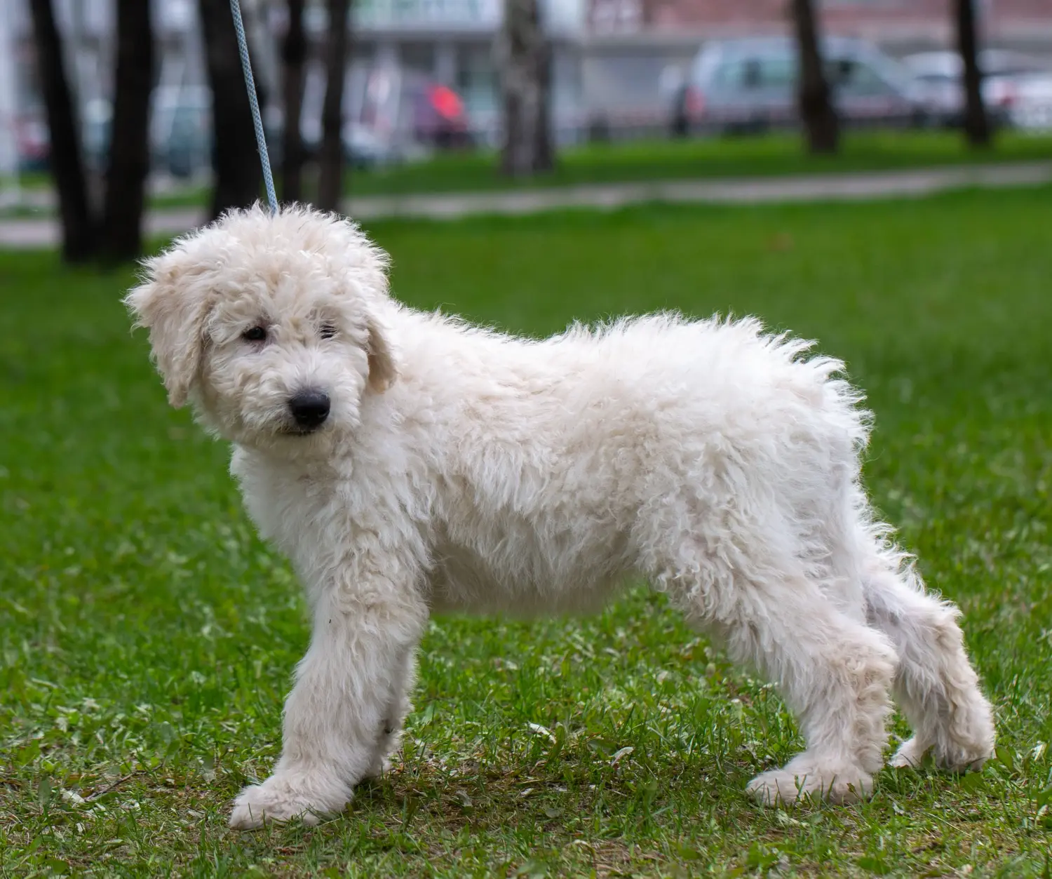 Een Komondor puppy kopen betekent verantwoordelijkheid nemen! Komondor puppy's kopen.