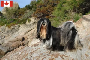Lees meer over het artikel Lhasa Apso fokkers en puppy’s in Canada