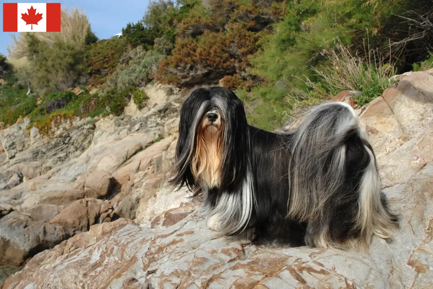 Lhasa Apso puppies en fokkers Canada Hier vind je Lhasa Apsos fokkers in Canada.