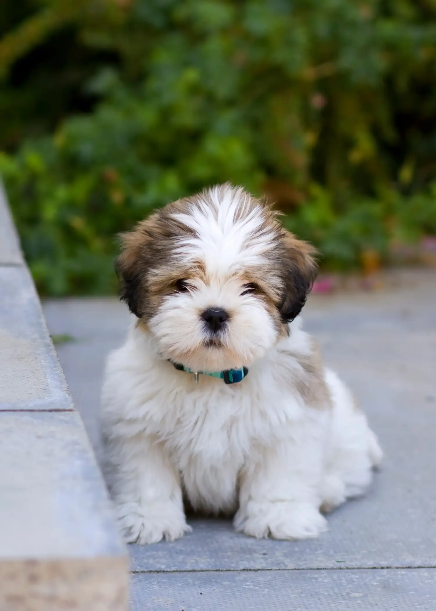 Een Lhasa Apso puppy kopen betekent verantwoordelijkheid nemen! Lhasa Apso puppy kopen.
