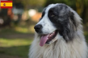 Lees meer over het artikel Mastín del Pirineo fokkers en pups in Spanje