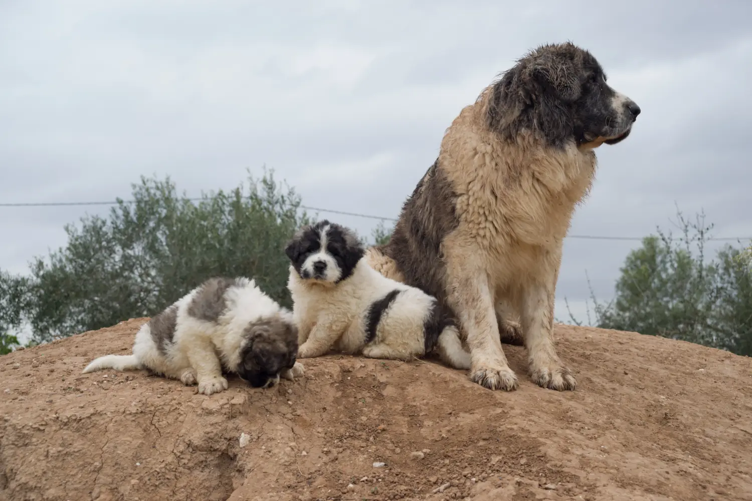 Een Mastín del Pirineo puppy kopen betekent verantwoordelijkheid nemen! Mastín del Pirineo puppy kopen.