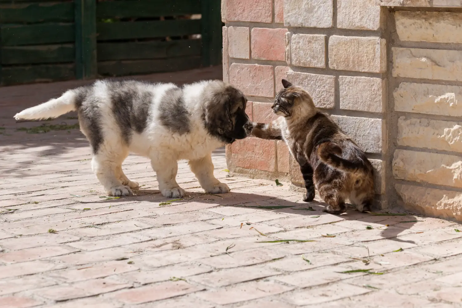 Een Mastín del Pirineo puppy kopen betekent verantwoordelijkheid nemen! Mastín del Pirineo puppy kopen.