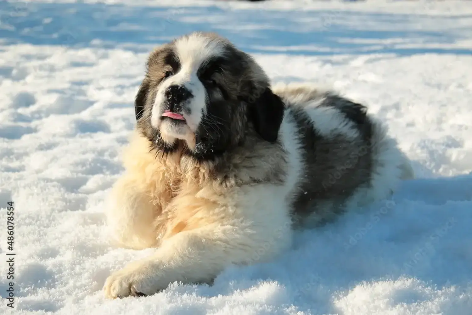 Een Mastín del Pirineo puppy kopen betekent verantwoordelijkheid nemen! Mastín del Pirineo puppy kopen.