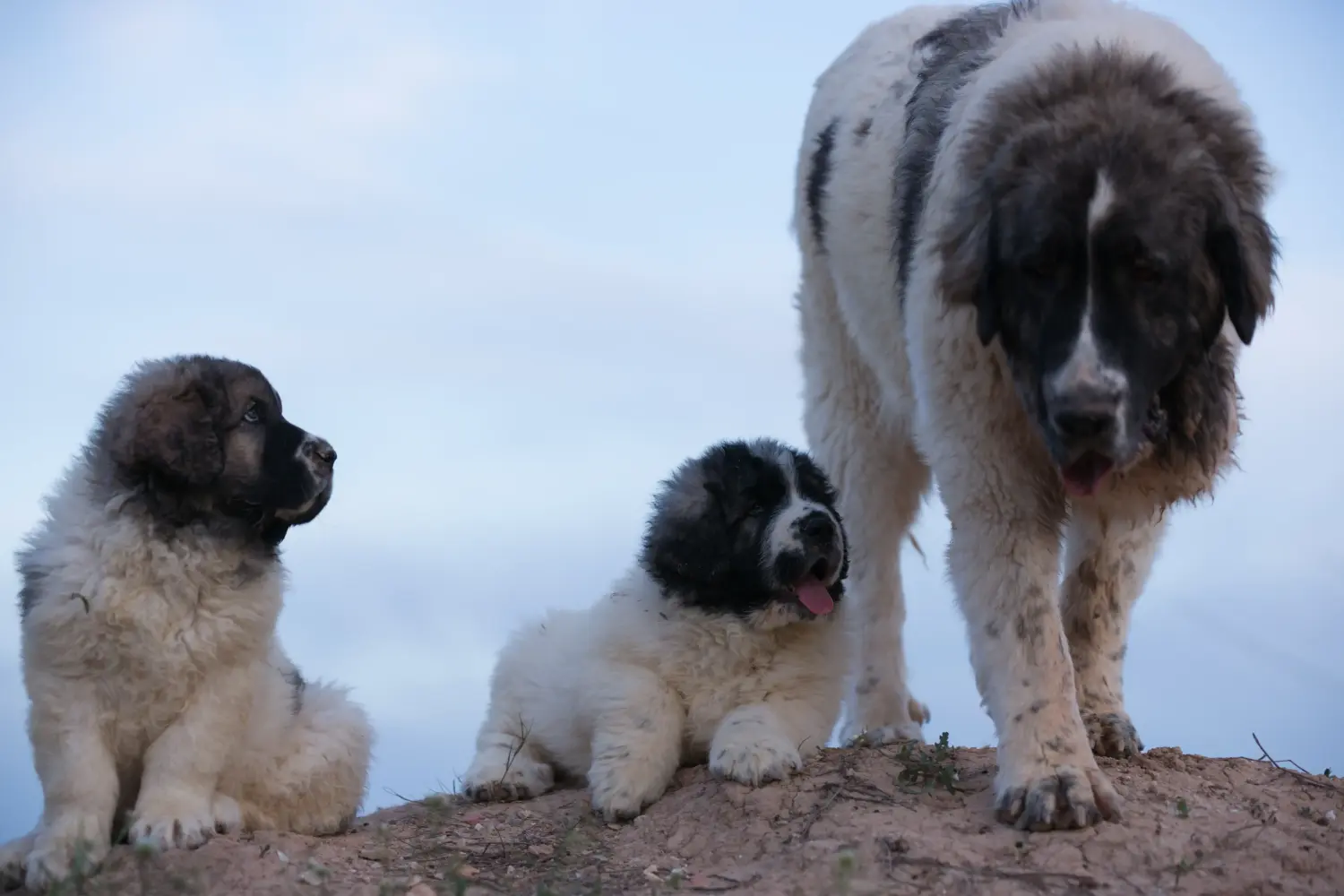 Een Mastín del Pirineo puppy kopen betekent verantwoordelijkheid nemen! Mastín del Pirineo puppy kopen.
