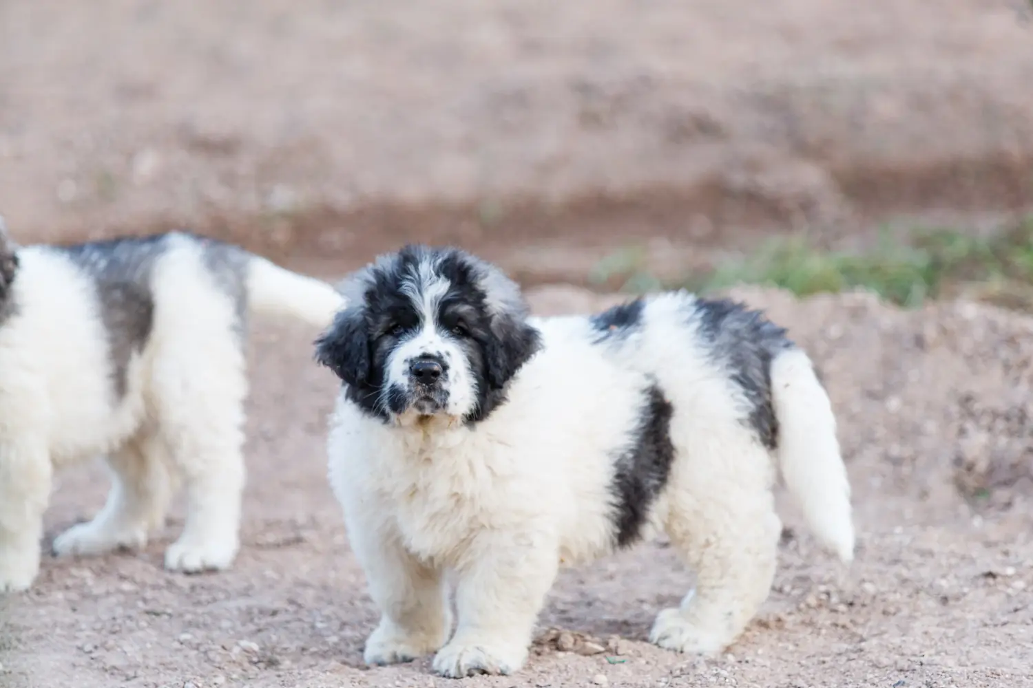 Een Mastín del Pirineo puppy kopen betekent verantwoordelijkheid nemen! Mastín del Pirineo puppy kopen.