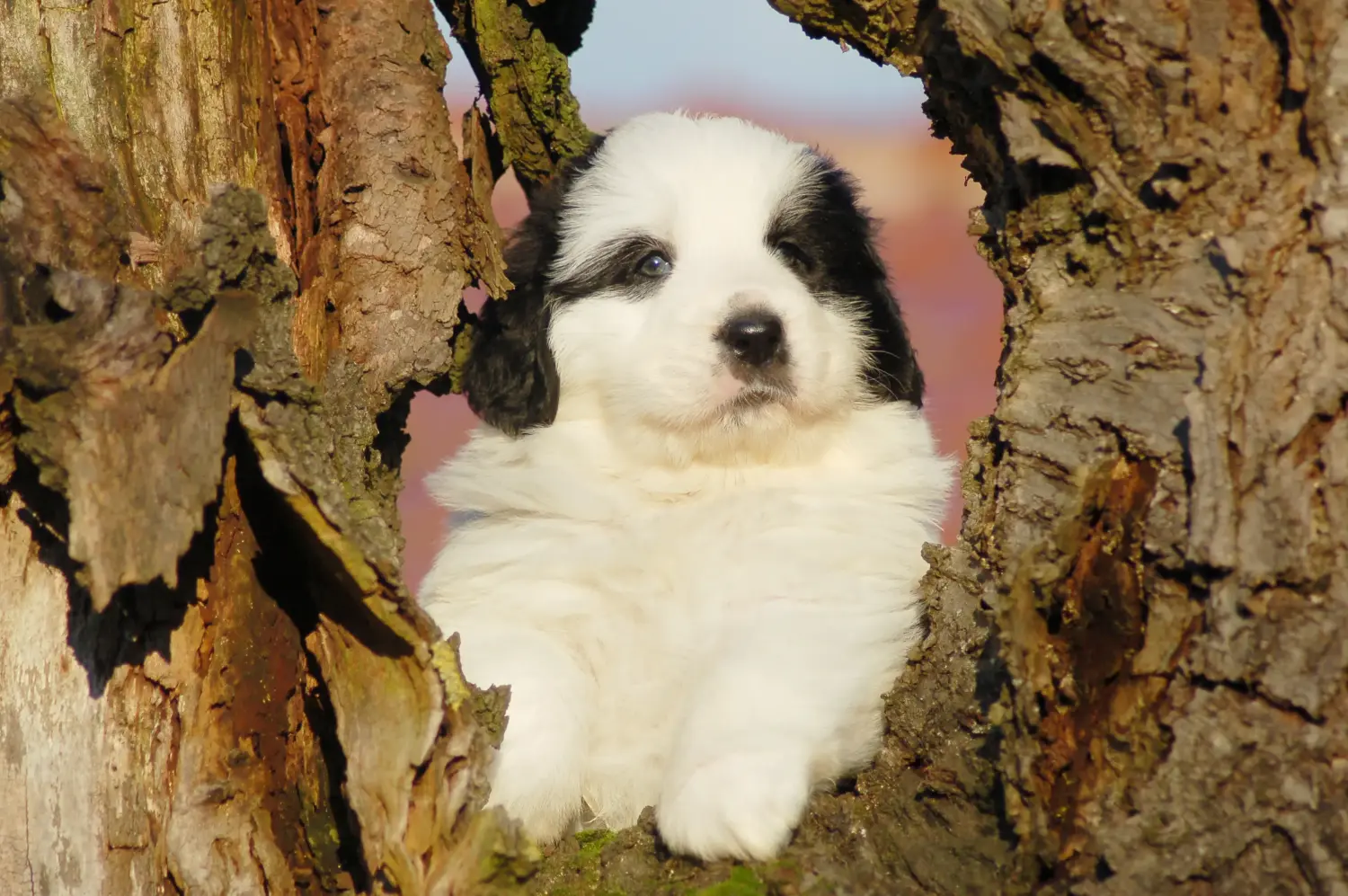 Een Mastín del Pirineo puppy kopen betekent verantwoordelijkheid nemen! Mastín del Pirineo puppy kopen.