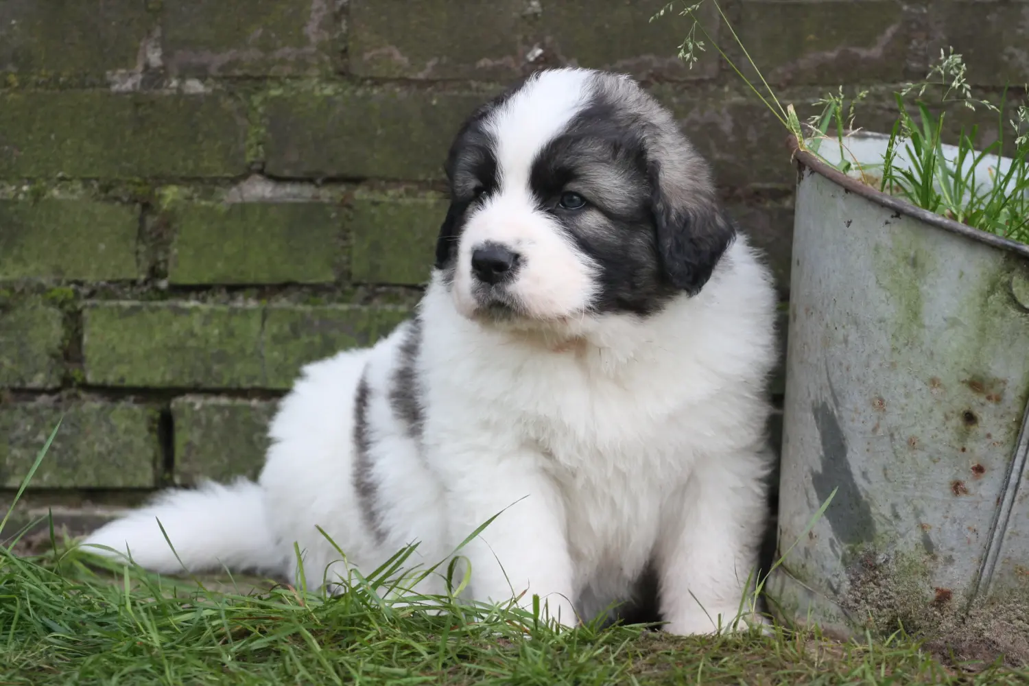 Een Mastín del Pirineo puppy kopen betekent verantwoordelijkheid nemen! Mastín del Pirineo puppy kopen.