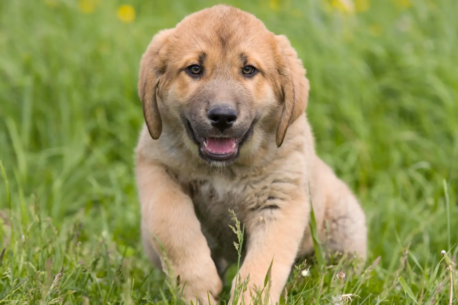 Een Mastín Español puppy kopen betekent verantwoordelijkheid nemen! Mastín Español puppy's kopen.