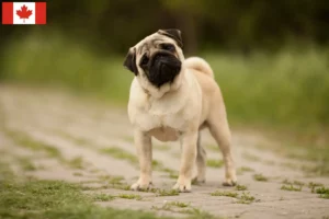 Lees meer over het artikel Mopshonden fokkers en puppies in Canada