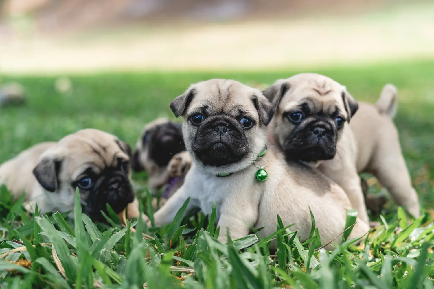 Een mopshond puppy kopen betekent verantwoordelijkheid nemen! Mopshond puppy kopen.