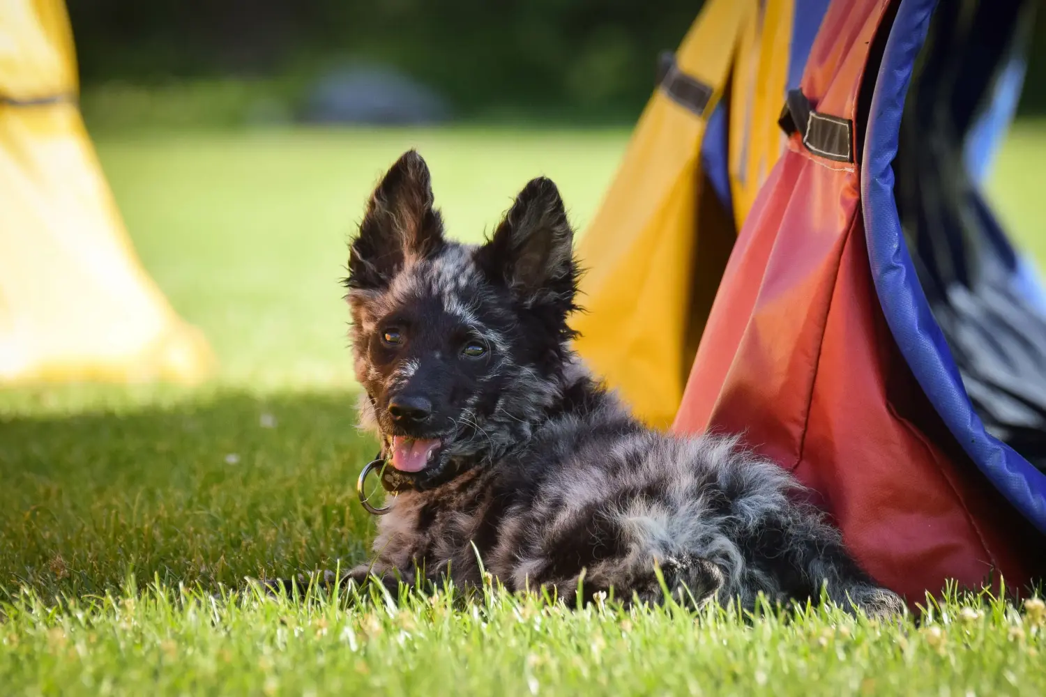 Een Mudi puppy kopen betekent verantwoordelijkheid nemen! Mudi puppy kopen.