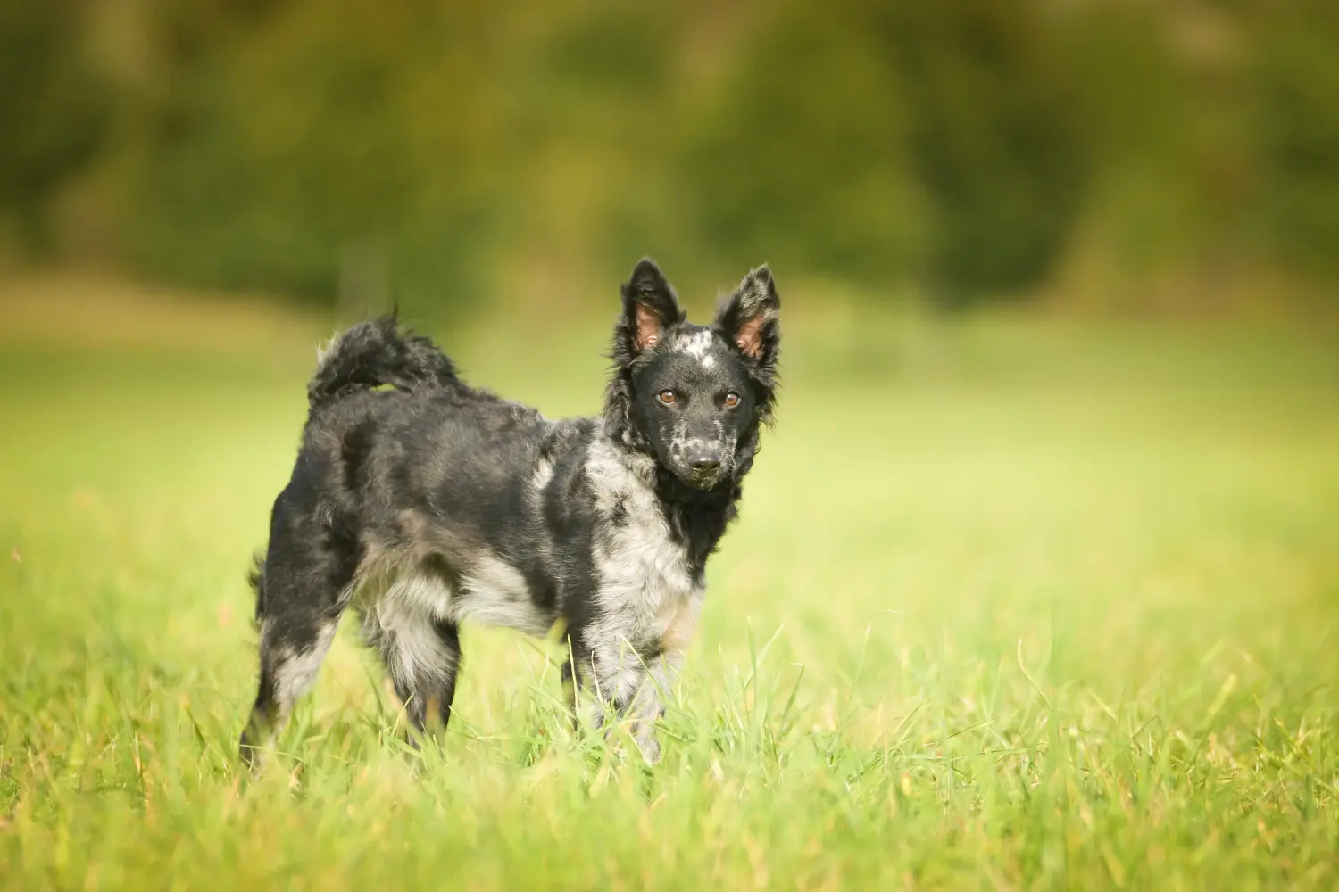 Een Mudi puppy kopen betekent verantwoordelijkheid nemen! Mudi puppy kopen.