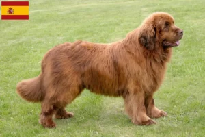 Lees meer over het artikel Newfoundland fokkers en pups in Spanje