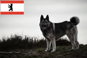 Lees meer over het artikel Noorse Elandhond fokker en pups in Berlijn