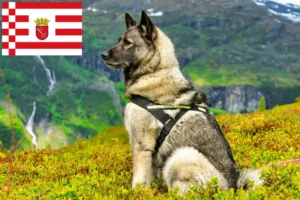 Lees meer over het artikel Noorse Elandhond fokker en pups in Bremen