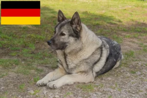 Lees meer over het artikel Noorse Elandhond fokkers en pups in Duitsland