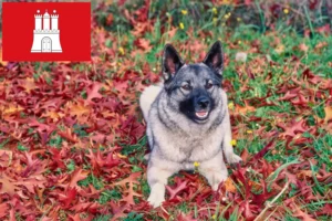 Lees meer over het artikel Noorse Elandhond fokker en pups in Hamburg
