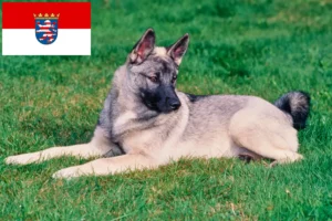 Lees meer over het artikel Noorse Elandhond fokkers en pups in Hessen