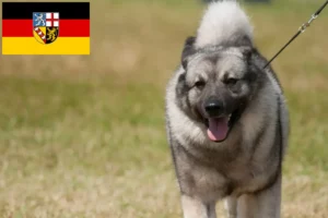 Lees meer over het artikel Noorse Elandhond fokkers en pups in Saarland