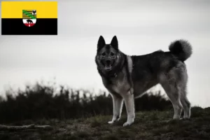Lees meer over het artikel Noorse Elandhond fokkers en pups in Saksen-Anhalt