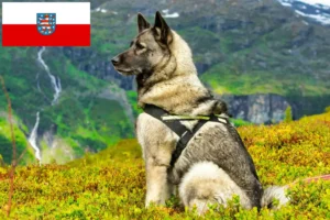 Lees meer over het artikel Noorse Elandhond fokkers en pups in Thüringen