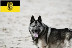 Lees meer over het artikel Noorse Elandhond fokkers en pups in Baden-Württemberg
