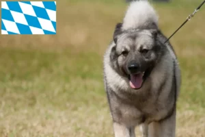 Lees meer over het artikel Noorse Elandhond fokkers en pups in Beieren