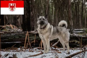 Lees meer over het artikel Noorse Elandhond fokkers en pups in Brandenburg