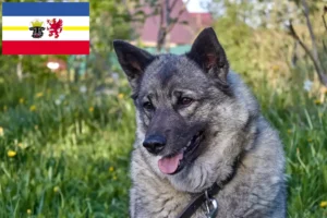 Lees meer over het artikel Noorse Elandhond fokkers en pups in Mecklenburg-Vorpommern