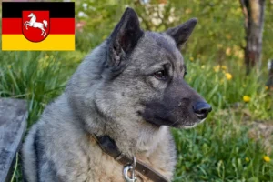 Lees meer over het artikel Noorse Elandhond fokkers en pups in Nedersaksen