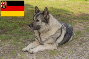 Lees meer over het artikel Noorse Elandhond fokkers en pups in Rijnland-Palts