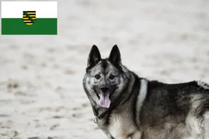 Lees meer over het artikel Noorse Elandhond fokkers en pups in Saksen