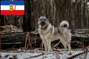 Lees meer over het artikel Noorse Elandhond fokkers en pups in Sleeswijk-Holstein
