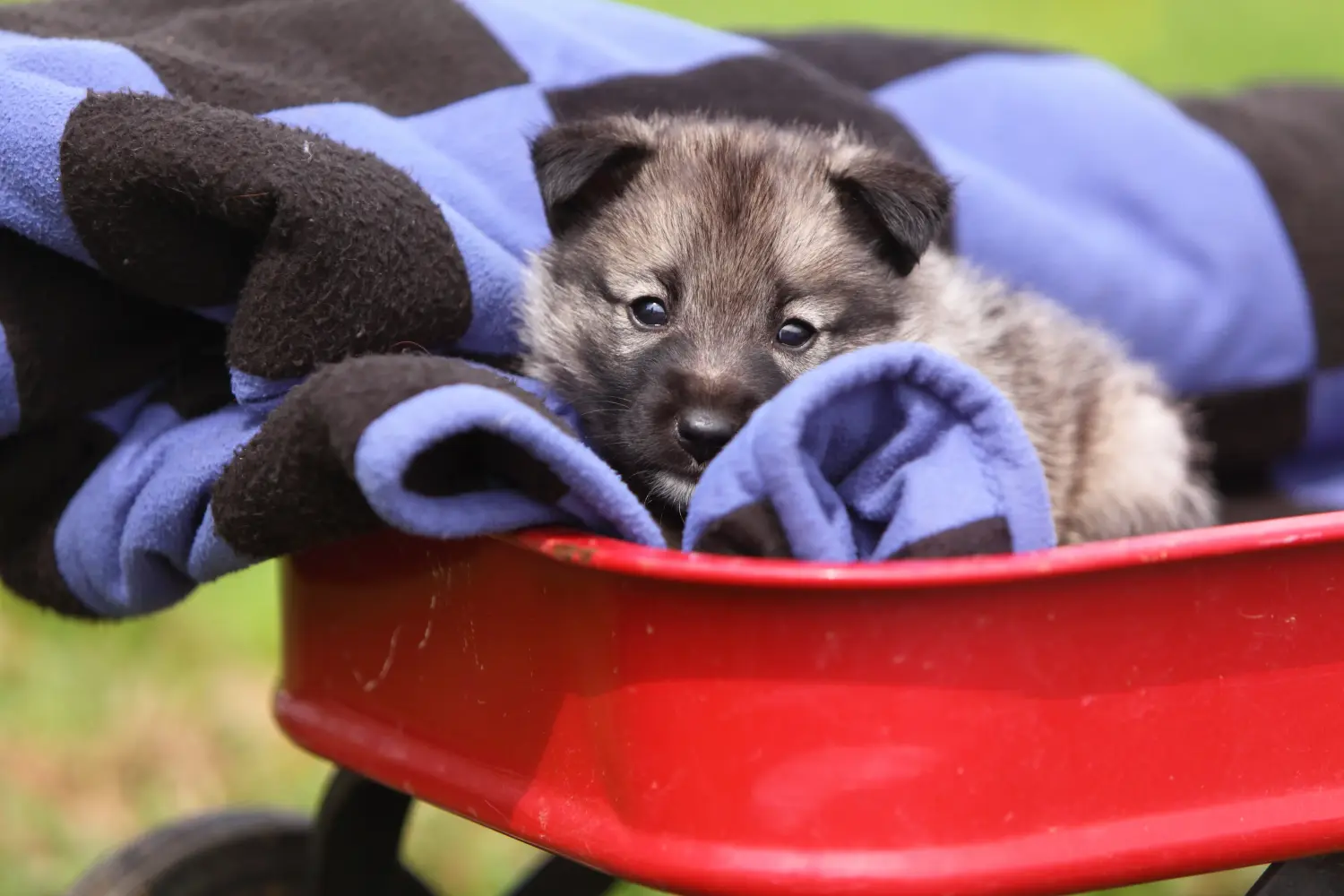 Een Noorse Elandhond puppy kopen betekent verantwoordelijkheid nemen! Noorse Elandhond puppy kopen.